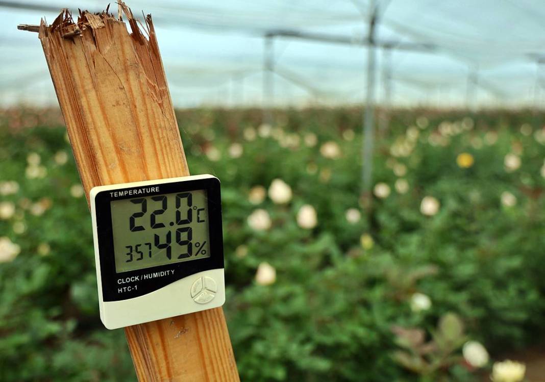 Hasat başladı, ithalat fiyatı düşürdü: Tanesi 30 TL! Özel günlerde kapış kapış satılıyor 9